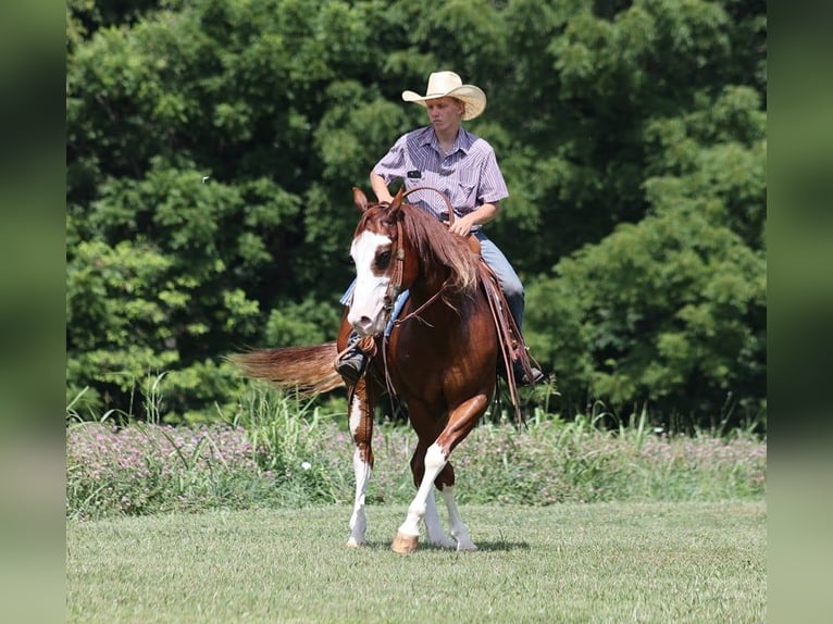American Quarter Horse Gelding 8 years 15.1 hh Overo-all-colors in Level Green Ky