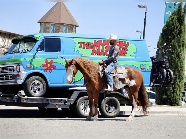 American Quarter Horse Gelding 8 years 15,1 hh Overo-all-colors in Paicines CA