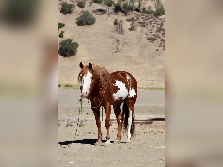 American Quarter Horse Gelding 8 years 15,1 hh Overo-all-colors in Paicines CA