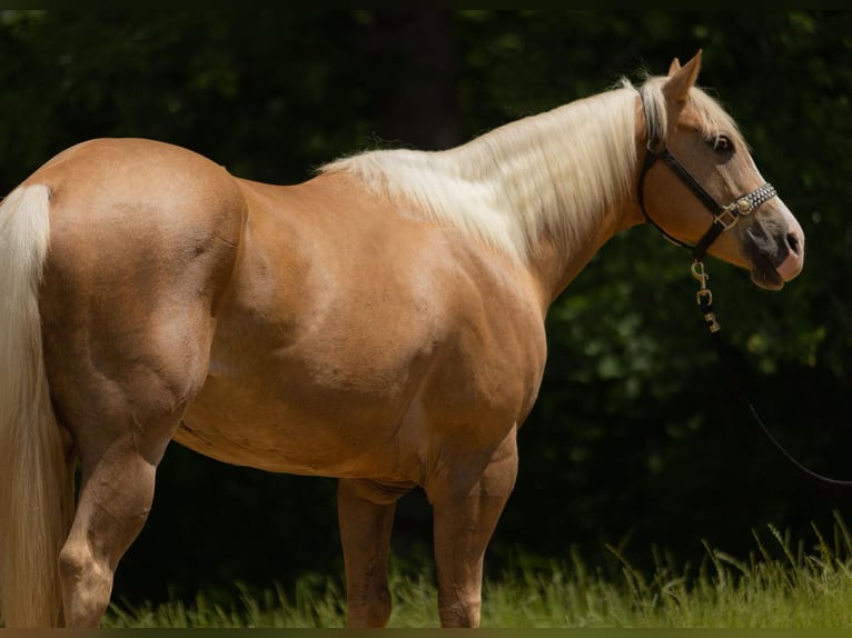 American Quarter Horse Gelding 8 years 15,1 hh Palomino in Bovina MS