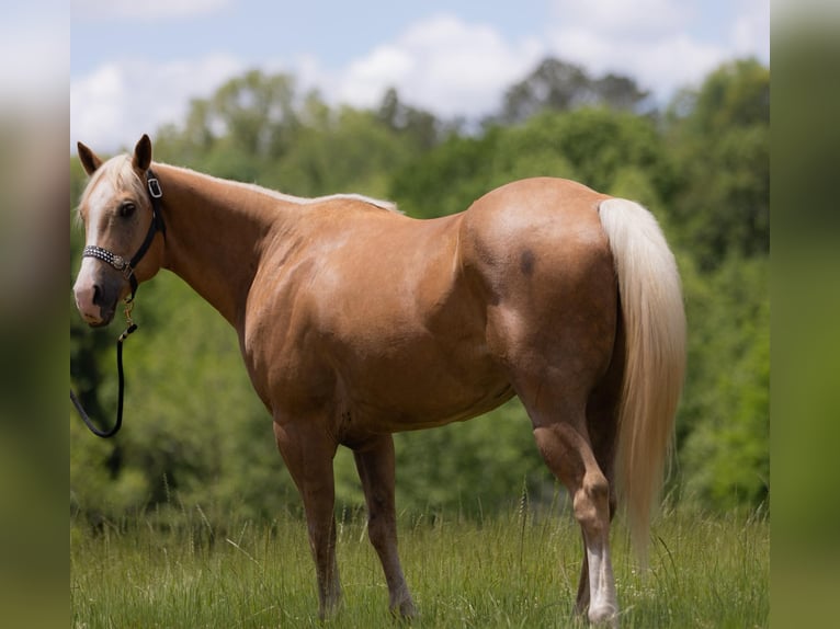 American Quarter Horse Gelding 8 years 15,1 hh Palomino in Bovina MS