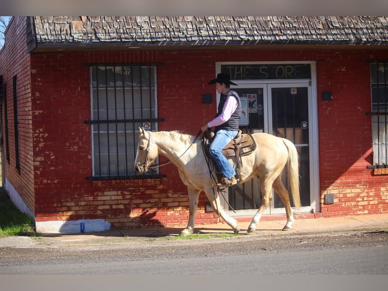 American Quarter Horse Gelding 8 years 15,1 hh Palomino in Rusk TX