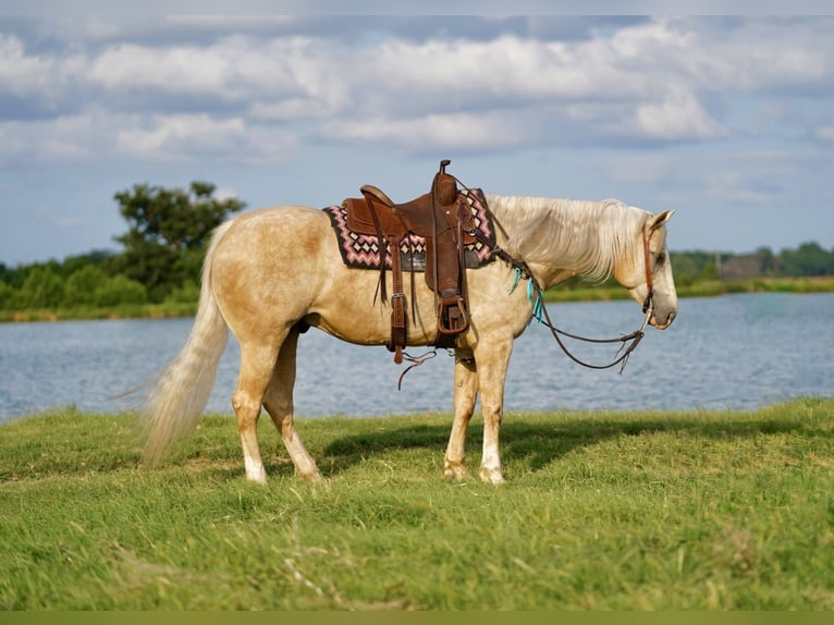 American Quarter Horse Gelding 8 years 15,1 hh Palomino in Pilot Point, TX