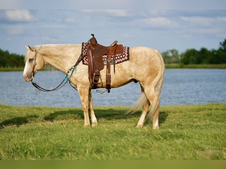 American Quarter Horse Gelding 8 years 15,1 hh Palomino in Pilot Point, TX