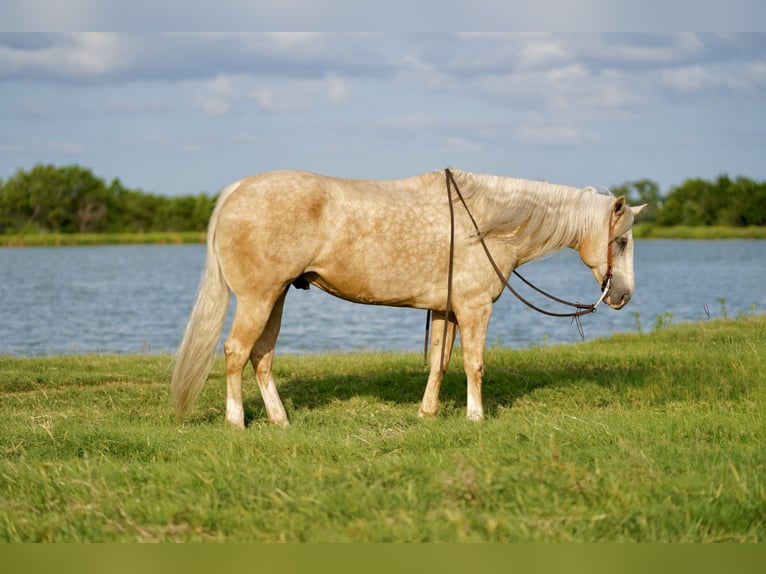 American Quarter Horse Gelding 8 years 15,1 hh Palomino in Pilot Point, TX