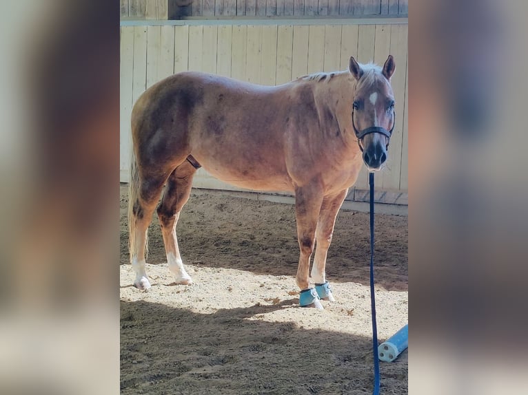 American Quarter Horse Gelding 8 years 15,1 hh Palomino in Ihrlerstein