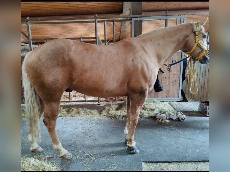 American Quarter Horse Gelding 8 years 15,1 hh Palomino in Ihrlerstein