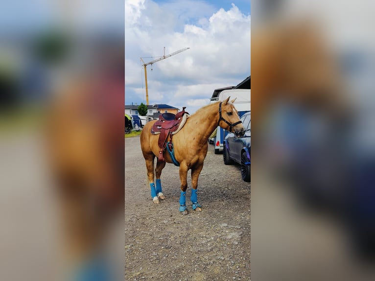 American Quarter Horse Gelding 8 years 15,1 hh Palomino in Ihrlerstein