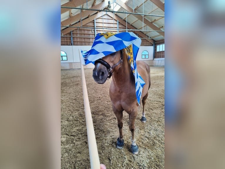 American Quarter Horse Gelding 8 years 15,1 hh Palomino in Ihrlerstein