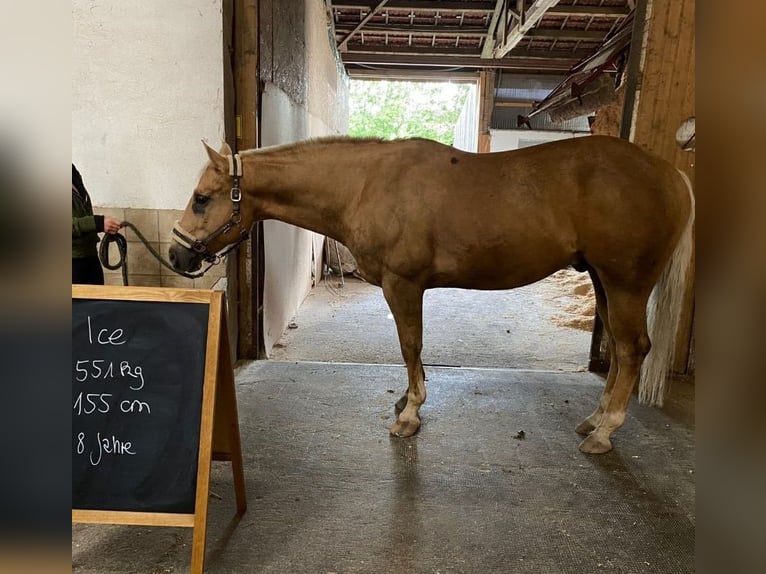 American Quarter Horse Gelding 8 years 15,1 hh Palomino in Ihrlerstein