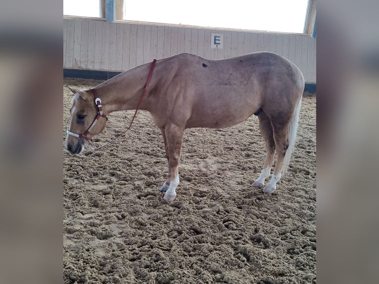 American Quarter Horse Gelding 8 years 15,1 hh Palomino in Ihrlerstein