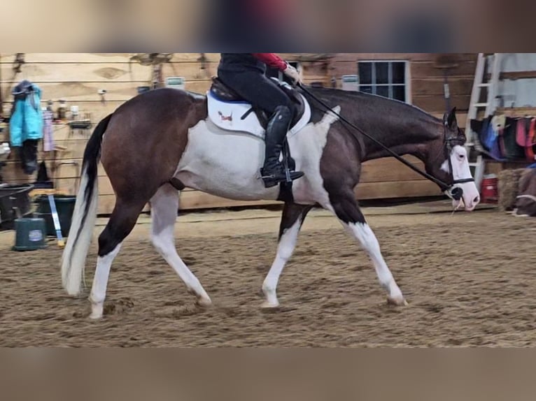 American Quarter Horse Gelding 8 years 15,1 hh in Robards, KY