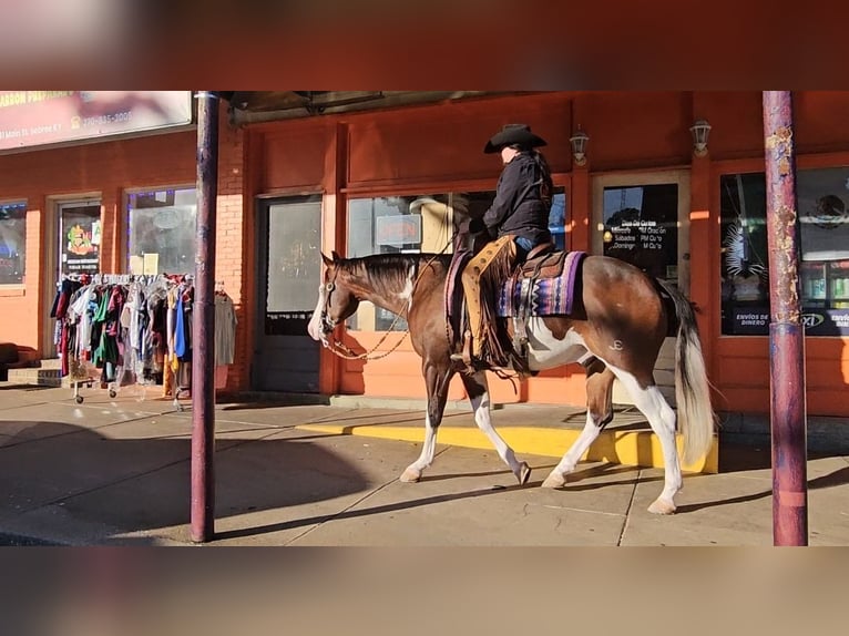 American Quarter Horse Gelding 8 years 15,1 hh in Robards, KY