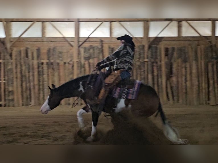 American Quarter Horse Gelding 8 years 15,1 hh in Robards, KY