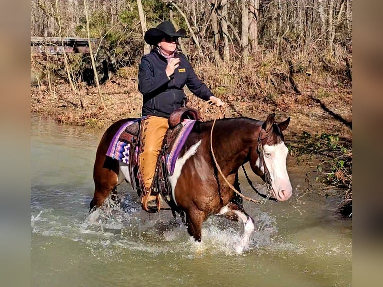 American Quarter Horse Gelding 8 years 15,1 hh in Robards, KY