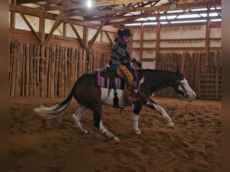 American Quarter Horse Gelding 8 years 15,1 hh in Robards, KY