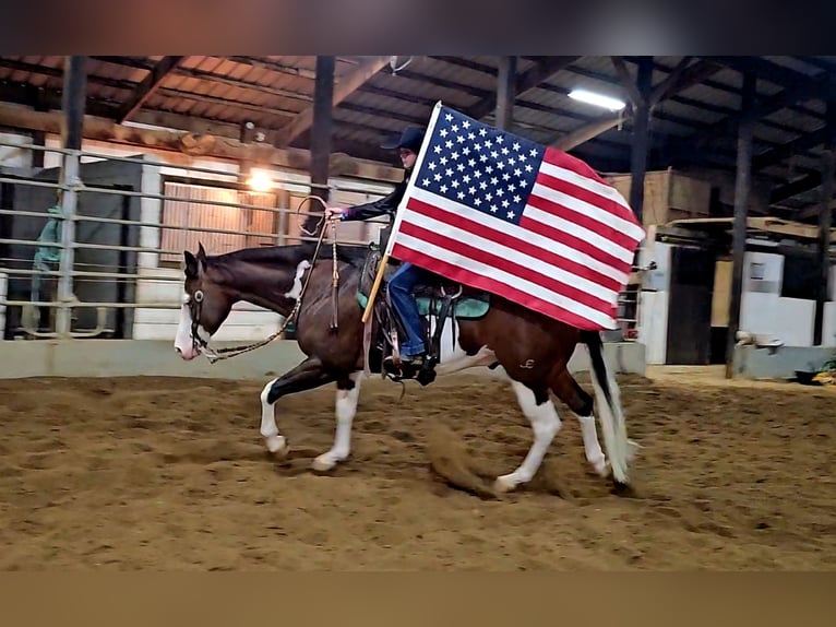 American Quarter Horse Gelding 8 years 15,1 hh in Robards, KY