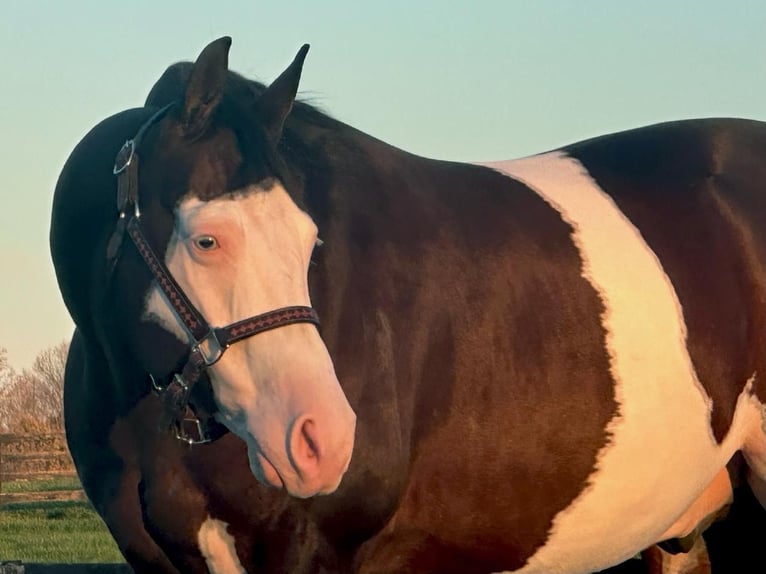 American Quarter Horse Gelding 8 years 15,1 hh in Robards, KY