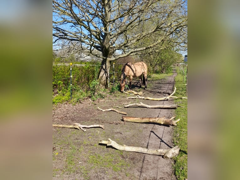 American Quarter Horse Mix Gelding 8 years 15.1 hh Red Dun in Rendsburg