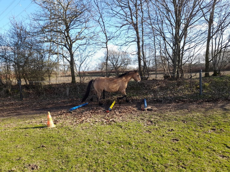 American Quarter Horse Mix Gelding 8 years 15.1 hh Red Dun in Rendsburg