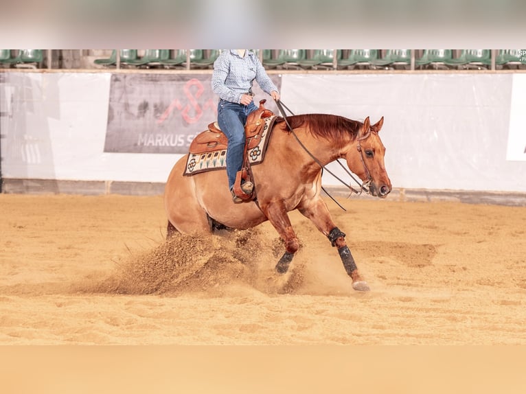 American Quarter Horse Gelding 8 years 15,1 hh Red Dun in Markt Indersdorf