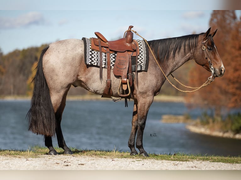 American Quarter Horse Gelding 8 years 15,1 hh Roan-Bay in Robards