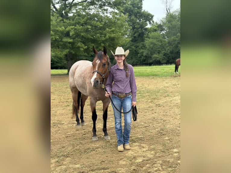 American Quarter Horse Gelding 8 years 15,1 hh Roan-Bay in Robards