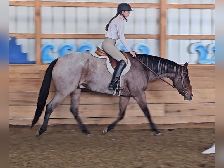 American Quarter Horse Gelding 8 years 15,1 hh Roan-Bay in Robards