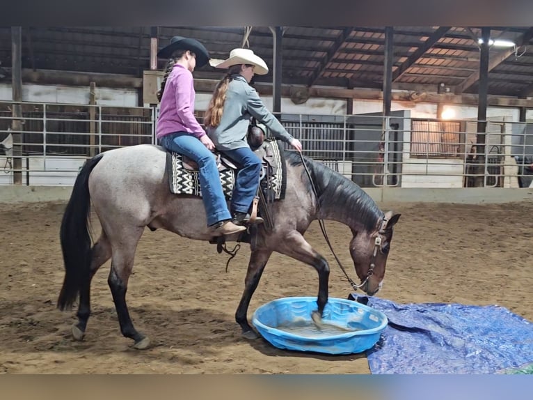 American Quarter Horse Gelding 8 years 15,1 hh Roan-Bay in Robards