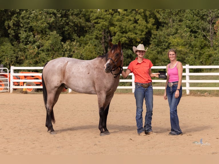 American Quarter Horse Gelding 8 years 15,1 hh Roan-Bay in Robards