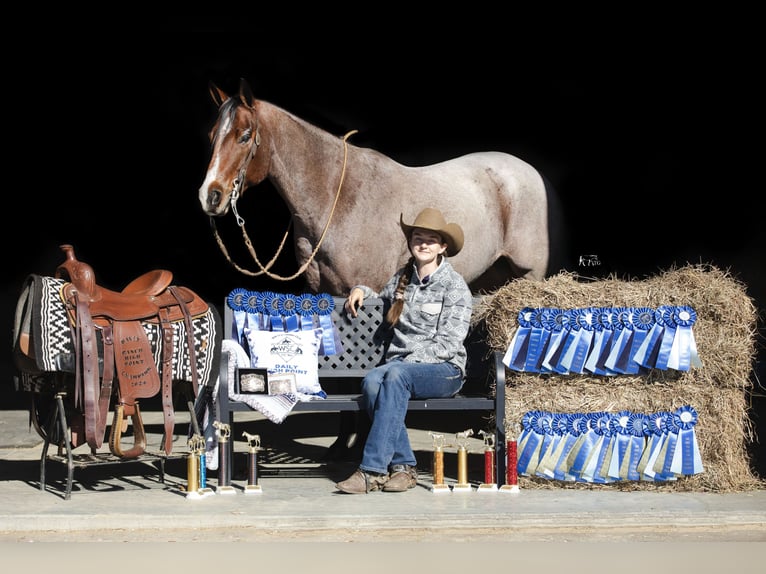 American Quarter Horse Gelding 8 years 15,1 hh Roan-Bay in Robards