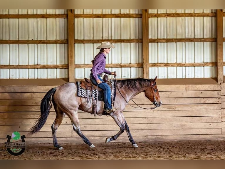 American Quarter Horse Gelding 8 years 15,1 hh Roan-Bay in Robards