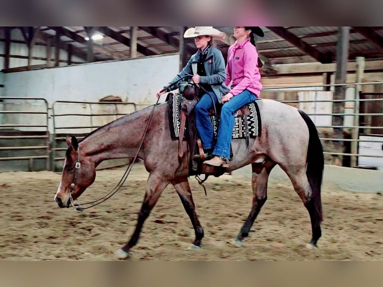 American Quarter Horse Gelding 8 years 15,1 hh Roan-Bay in Robards