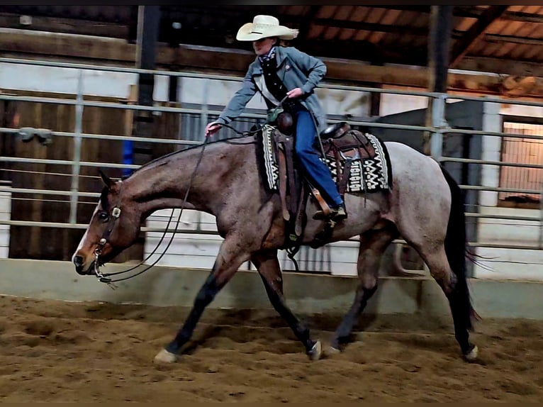 American Quarter Horse Gelding 8 years 15,1 hh Roan-Bay in Robards