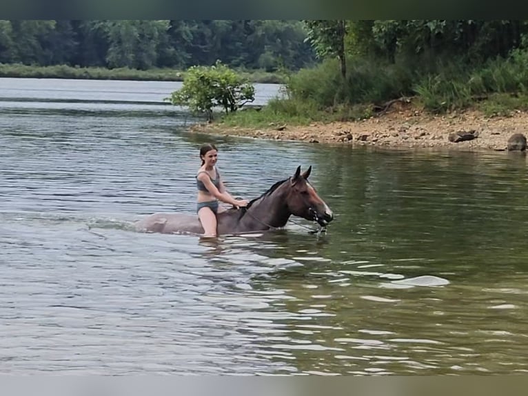 American Quarter Horse Gelding 8 years 15,1 hh Roan-Bay in Robards