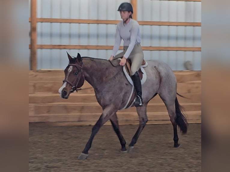 American Quarter Horse Gelding 8 years 15,1 hh Roan-Bay in Robards