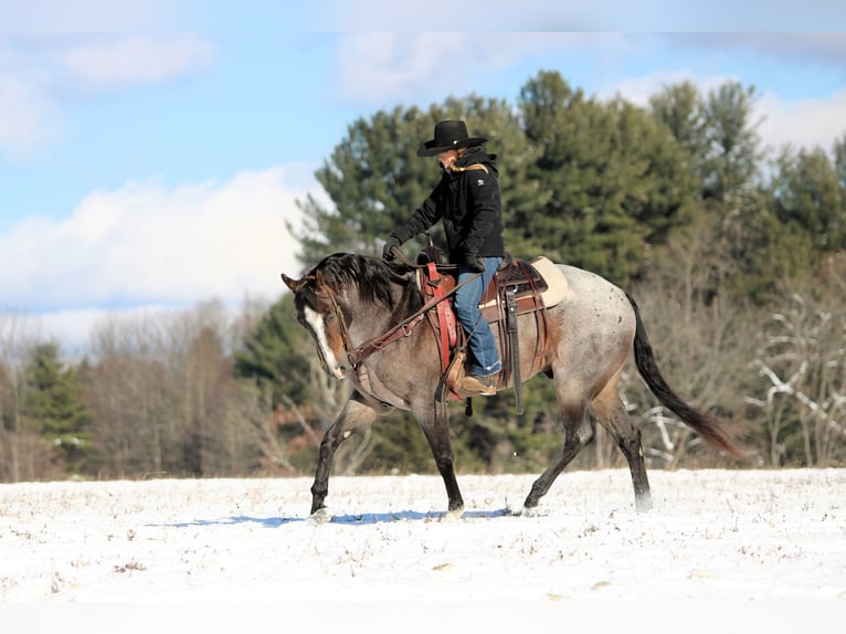 American Quarter Horse Gelding 8 years 15.1 hh Roan-Bay in Clarion