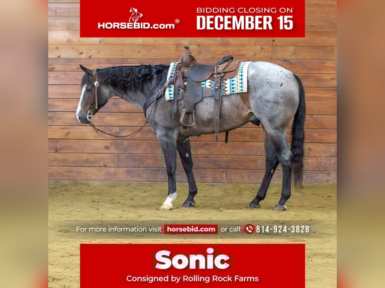 American Quarter Horse Gelding 8 years 15.1 hh Roan-Bay in Clarion