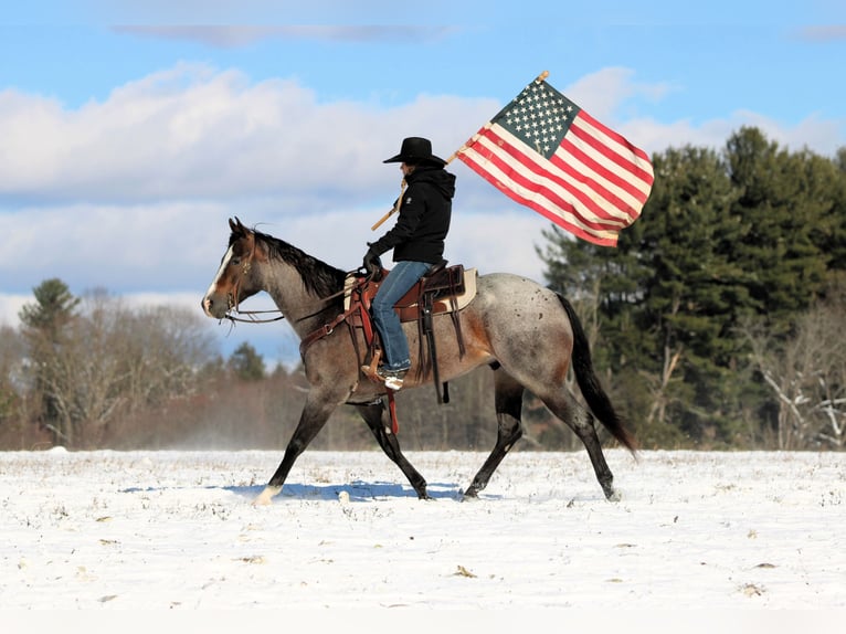 American Quarter Horse Gelding 8 years 15.1 hh Roan-Bay in Clarion