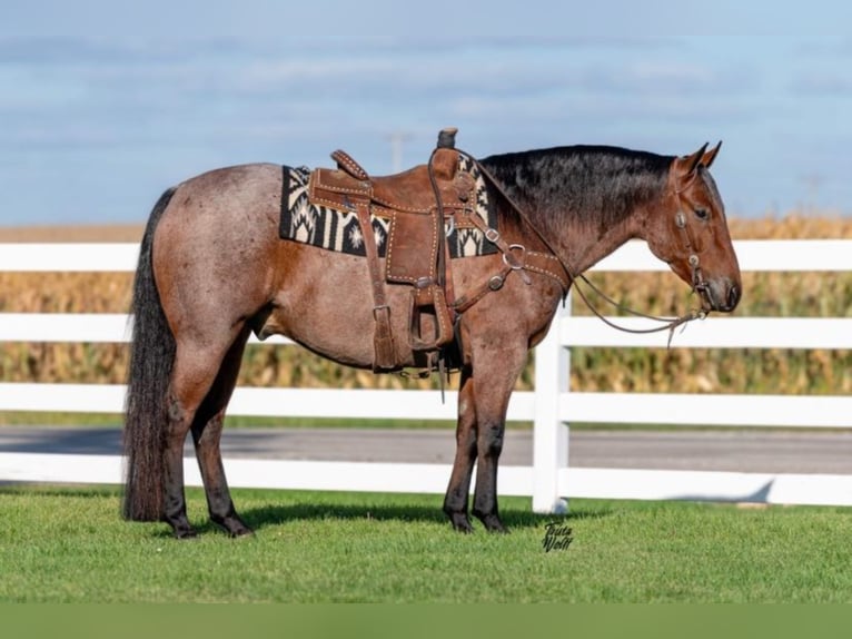 American Quarter Horse Gelding 8 years 15,1 hh Roan-Bay in Holland, IA
