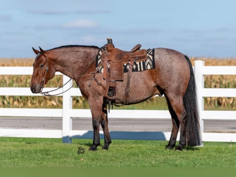 American Quarter Horse Gelding 8 years 15,1 hh Roan-Bay in Holland, IA