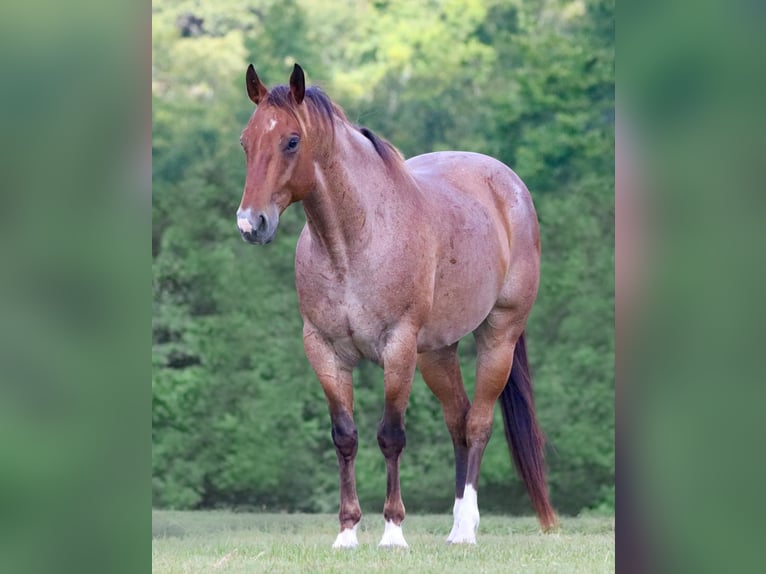 American Quarter Horse Gelding 8 years 15,1 hh Roan-Bay in Athens TX