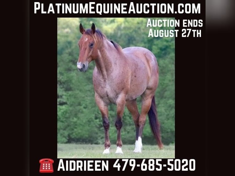 American Quarter Horse Gelding 8 years 15,1 hh Roan-Bay in Athens TX