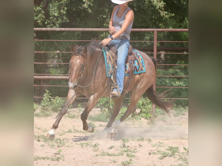 American Quarter Horse Gelding 8 years 15,1 hh Roan-Bay in Athens TX