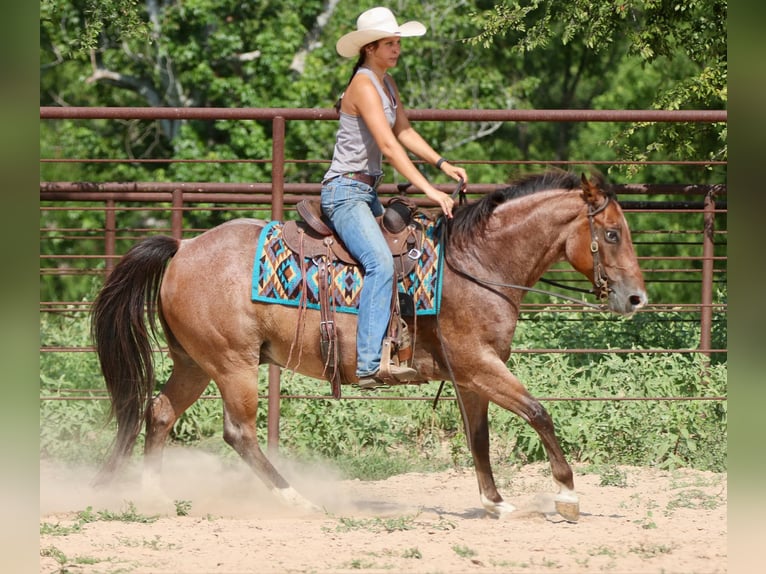 American Quarter Horse Gelding 8 years 15,1 hh Roan-Bay in Athens TX