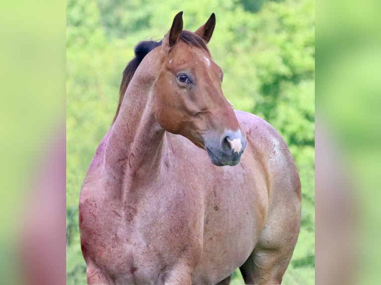 American Quarter Horse Gelding 8 years 15,1 hh Roan-Bay in Athens TX