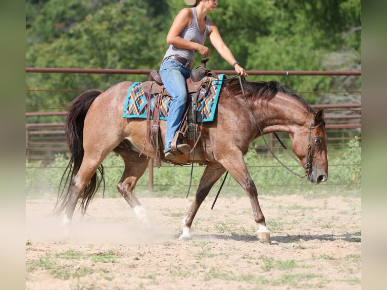 American Quarter Horse Gelding 8 years 15,1 hh Roan-Bay in Athens TX