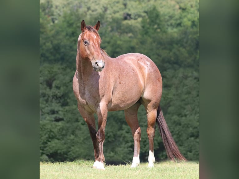 American Quarter Horse Gelding 8 years 15,1 hh Roan-Bay in Athens TX