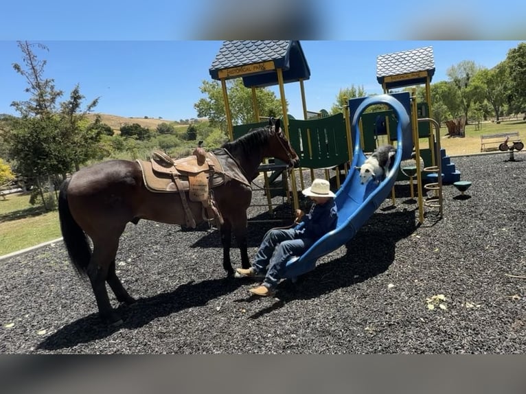 American Quarter Horse Gelding 8 years 15,1 hh Roan-Bay in King City CA