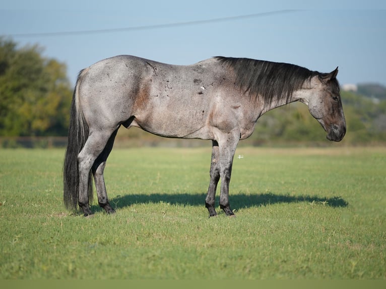 American Quarter Horse Gelding 8 years 15,1 hh Roan-Blue in Weatherford, TX